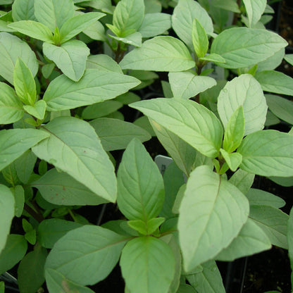 Lime Basil (Ocimum basilicum 'Lime') Seeds