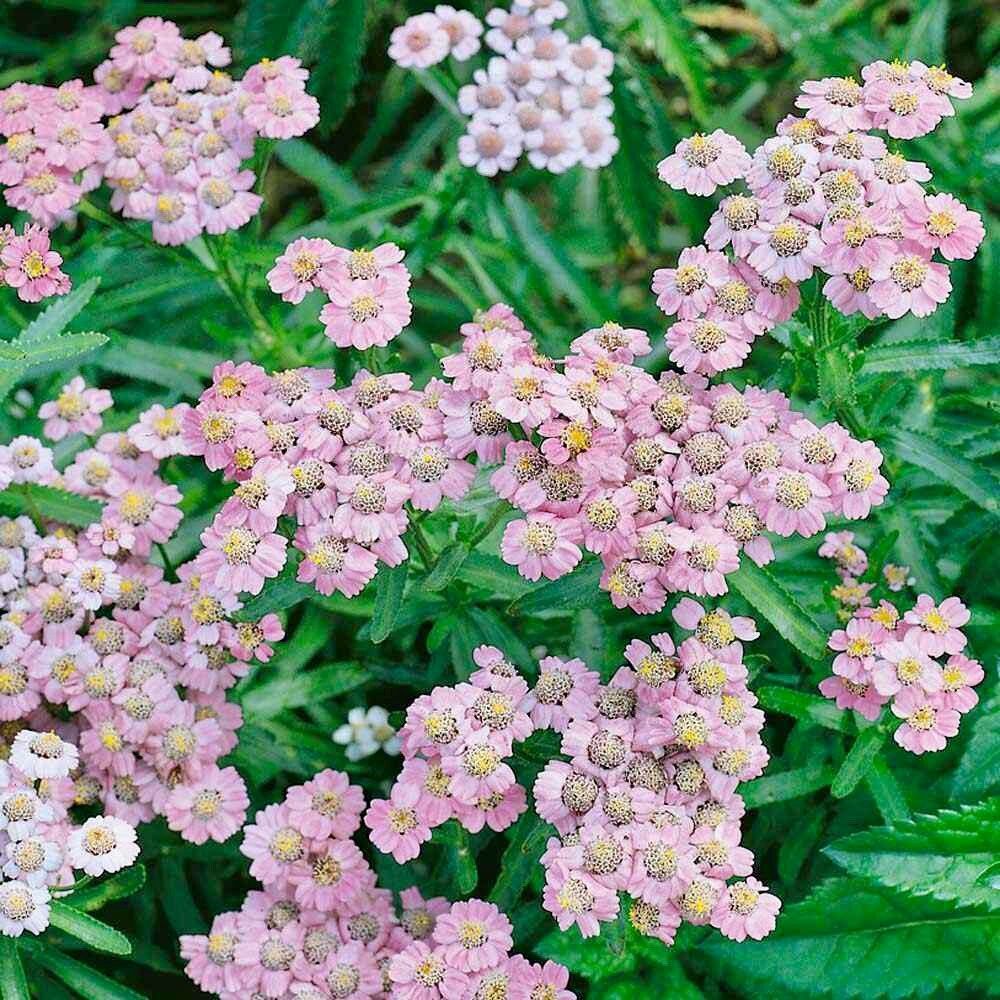 Love Parade Yarrow (Achillea sibirica ssp. camtschatica) Pale Pink Flower Seeds