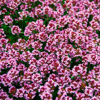 Magic Carpet Thyme (Thymus vulgaris 'Magic Carpet') Seeds