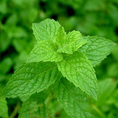 Mint (Mentha) Seeds