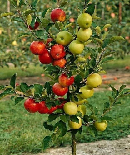 Mixed Apple Fruit Seeds for Planting - Grow Your Own Apple Trees