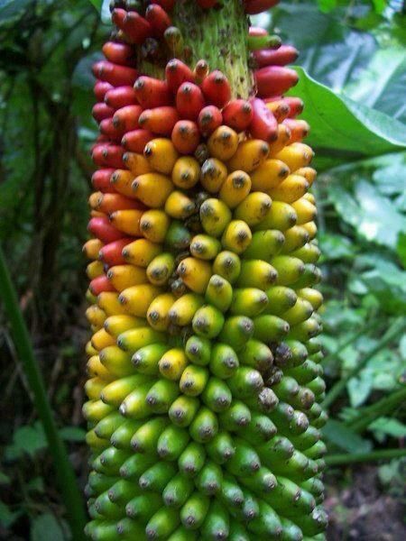 Mixed Banana Fruit Seeds for Planting