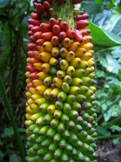 Mixed Banana Fruit Seeds for Planting