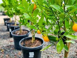 Mixed Orange Fruit Seeds for Planting - Cultivate a Variety of Delicious Oranges