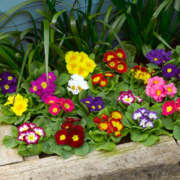 Non-GMO mixed Primrose flower seeds for planting