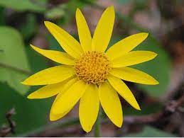 Mountain Arnica (Arnica montana) Wolf's Bane Yellow Flower Herb Seeds