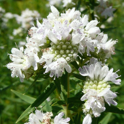 Mountain Mint (Pycnanthemum muticum) Seeds