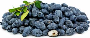 True Myrtle (Myrtus Communis) Fragrant White Flower & Edible Blue Berry Fruit Shrub Seeds