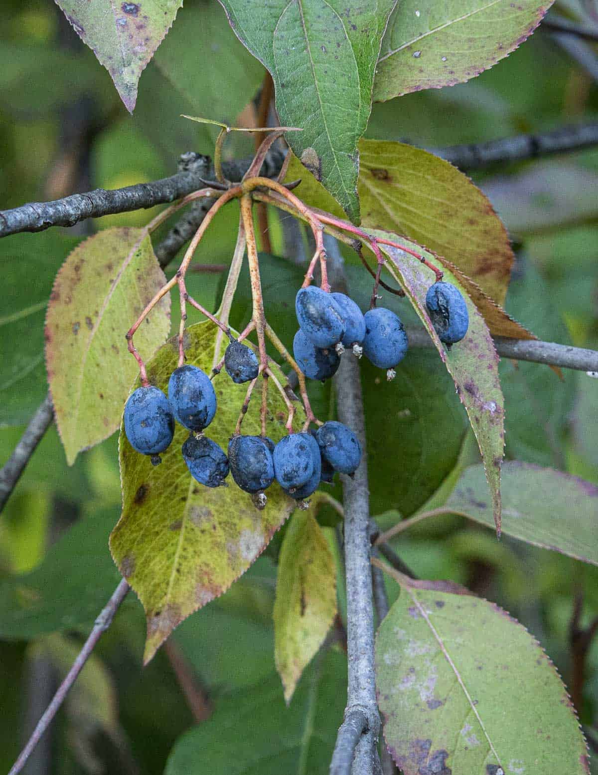 Nannyberry Sweet Viburnum (Viburnum lentago) Shrub Tree Seeds – Blue-Black Berry Fruit, White Flowers