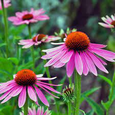 Narrow Leaf Echinacea (Echinacea angustifolia) Seeds