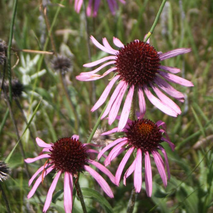 Echinacea Seeds - Narrowleaf (Echinacea angustifolia)