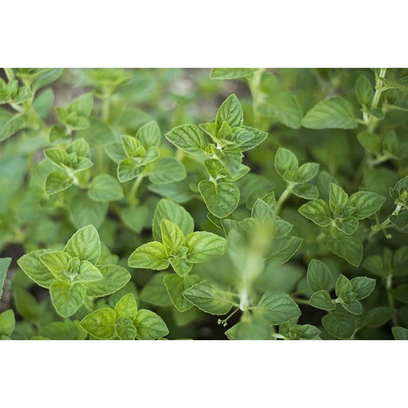 Nepitella (Calamintha nepeta) Seeds