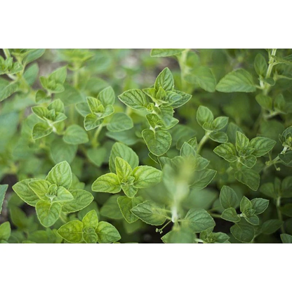 Nepitella (Calamintha nepeta) Seeds