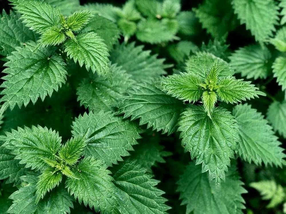 Stinging Nettle (Urtica dioica) Seeds