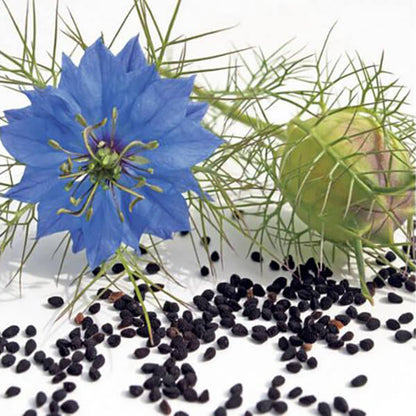 nigella sativa seeds to plant Black Cumin Nigella Sativa Seeds Organic Garden Seeds – Pure Asia Seeds