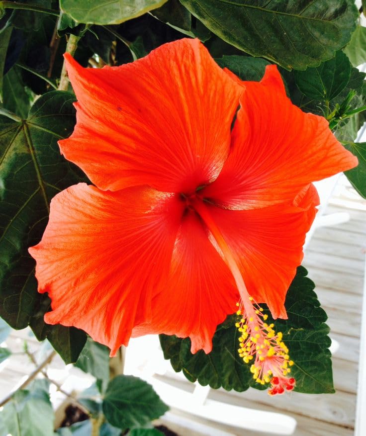 Orange Hibiscus Seeds, Bonsai Seeds, Garden Plants, Annual Herb