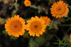 Orange Marguerite Daisy (Anthemis sancti-johannis Cota tinctoria) Flower Seeds