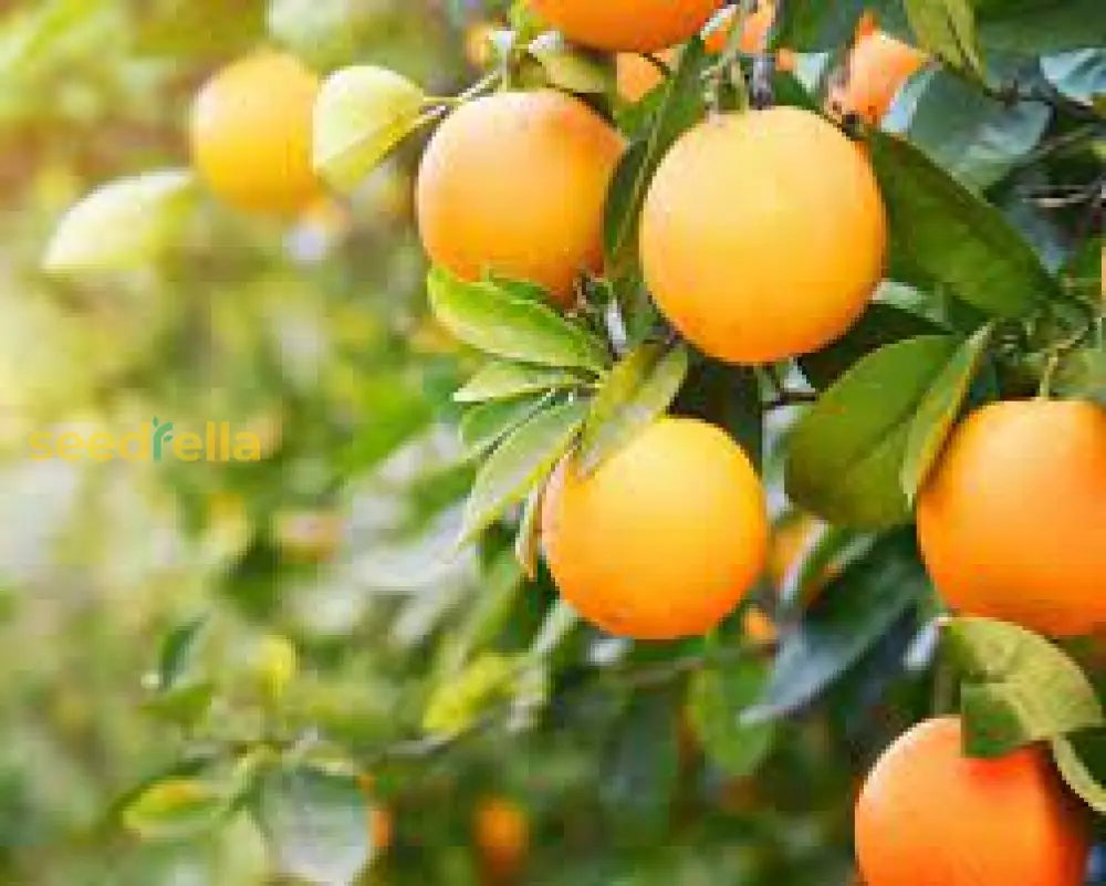 Orange Fruit Seeds for Planting - Grow Delicious Oranges