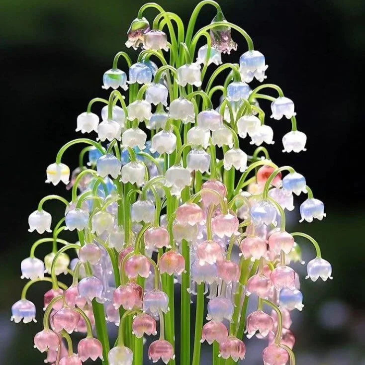 Mixed Bell Orchid Flower seeds for Planting - Low Maintenance, Heirloom & GMO Free Seeds for Home Garden