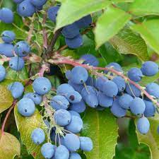 Oregon Grape Holly Fruit Vine (Mahonia aquifolium) Seeds