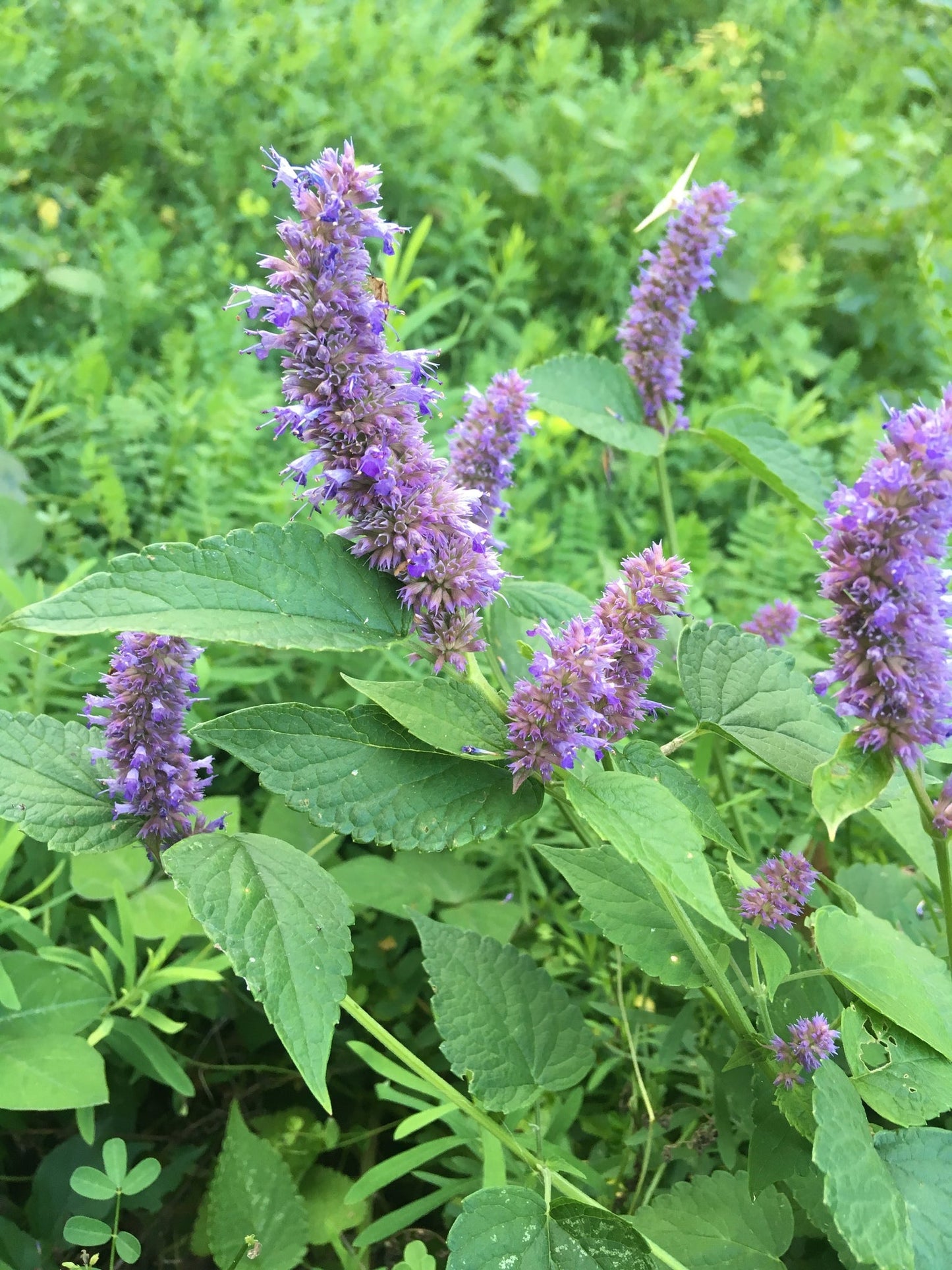 Purple Anise Hyssop (Agastache foeniculum) Herb Flower Seeds