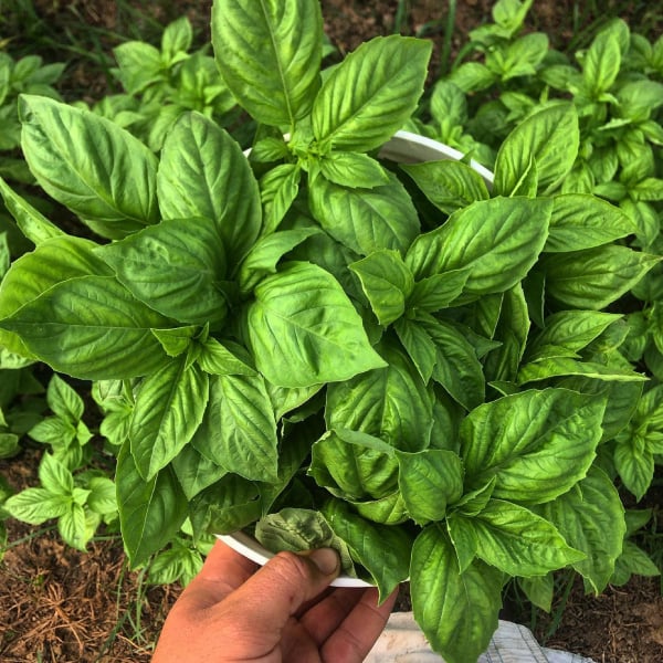 Nufar Basil (Ocimum basilicum 'Nufar') Organic Seeds
