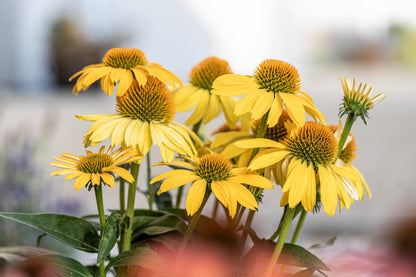 Ozark Gold Coneflower (Echinacea paradoxa) Yellow Bush's Coneflower Flower Seeds