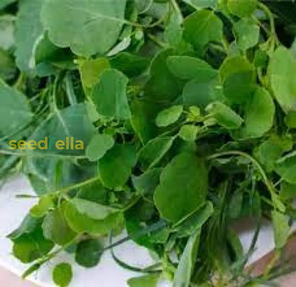 Papalo Porophyllum Ruderale Herb Seeds for Spring and Summer Planting