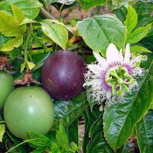 Passion Fruit Seeds for Planting - Exotic Purple & Pink Varieties