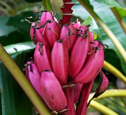 Plant Pink Banana Seeds - Grow Distinctive Pink Bananas in Your Garden
