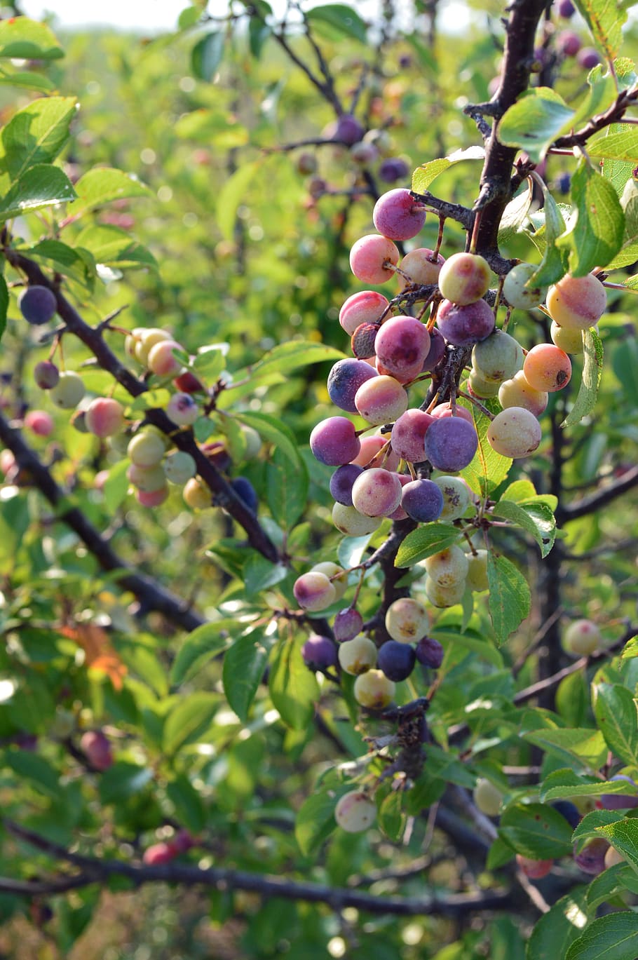 Beach Plum (Prunus Maritima) Native Edible Fruit Shrub Bush White Flower Seeds