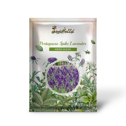 portuguese lavender plant Portuguese Spike Lavender Lavandula Latifolia Syn. Spica Seeds Organic Garden Seeds – Pure Asia Seeds