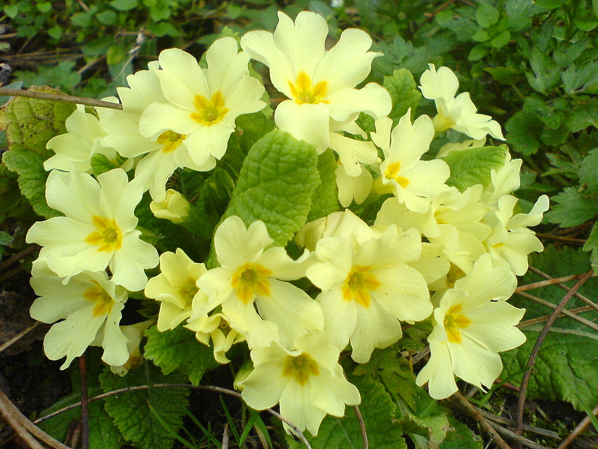 Non-GMO Primrose Seeds for Garden Planting