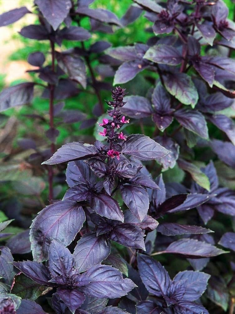Dark Purple Opal Basil (Ocimum basilicum 'Dark Opal') Seeds