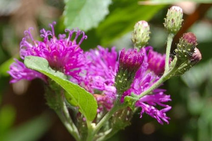 ムラサキヒメヒゴタイ（Vernonia fasciculata）花の種