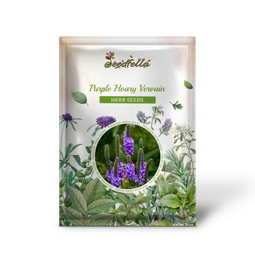 Purple Hoary Vervain (Verbena stricta) - Flower Seeds