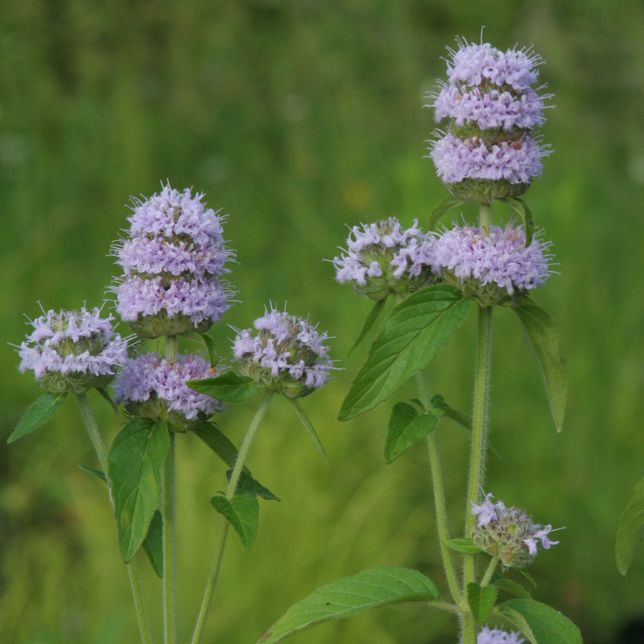 Purple Wood Mint (Blephilia ciliata) Downy Pagoda Horsemint Herb Flower Seeds