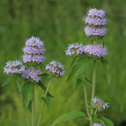 Purple Wood Mint (Blephilia ciliata) Downy Pagoda Horsemint Herb Flower Seeds