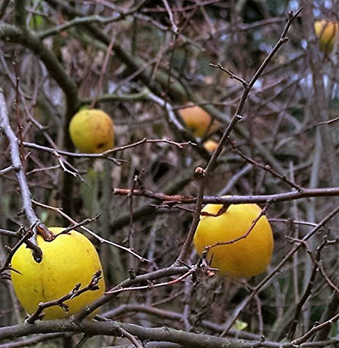 Chinese Quince Fruit Tree (Chaenomeles sinensis) Thornless Fruit & Flower Seeds
