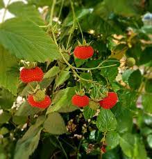 Australian Raspberry (Rubus Probus) - Queensland & Atherton Raspberry Red Berry Fruit Shrub Seeds