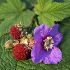 Purple Flowering Raspberry (Rubus odoratus) – Thornless Edible Fruit Berry Seeds