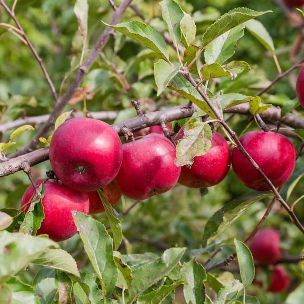 Plant Red Apple Seeds - Enjoy a Bountiful Apple Harvest