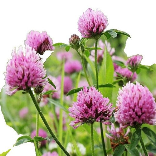 Red Clover (Trifolium pratense) Monarchs Rose-Mauve Flower Ground Cover Seeds