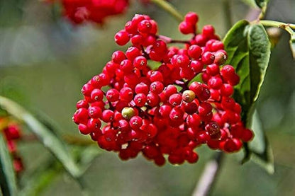 Red Elderberry (Sambucus racemosa) Scarlet Mountain Elder Bunchberry Tree Shrub Fruit Berry Seeds