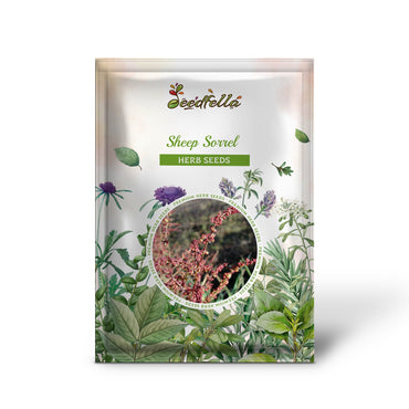 Sheep Sorrel (Rumex acetosella) - 100 Red Field Sorrel Sour Weed Herb Flower Seeds