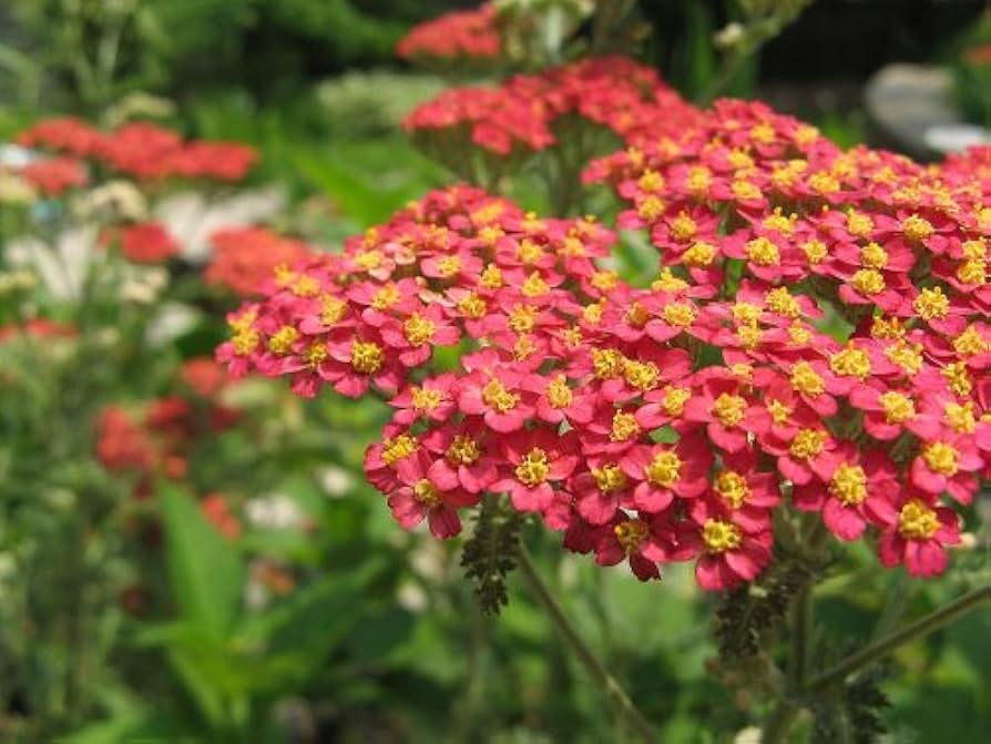 Red Yarrow (Achillea millefolium Rubra) Flower Seeds – 600 Seeds