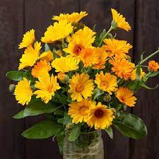 Calendula Seeds - Resina (Calendula officinalis)