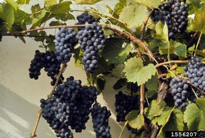 Vitis Riparia Flussufer Weintraubensamen