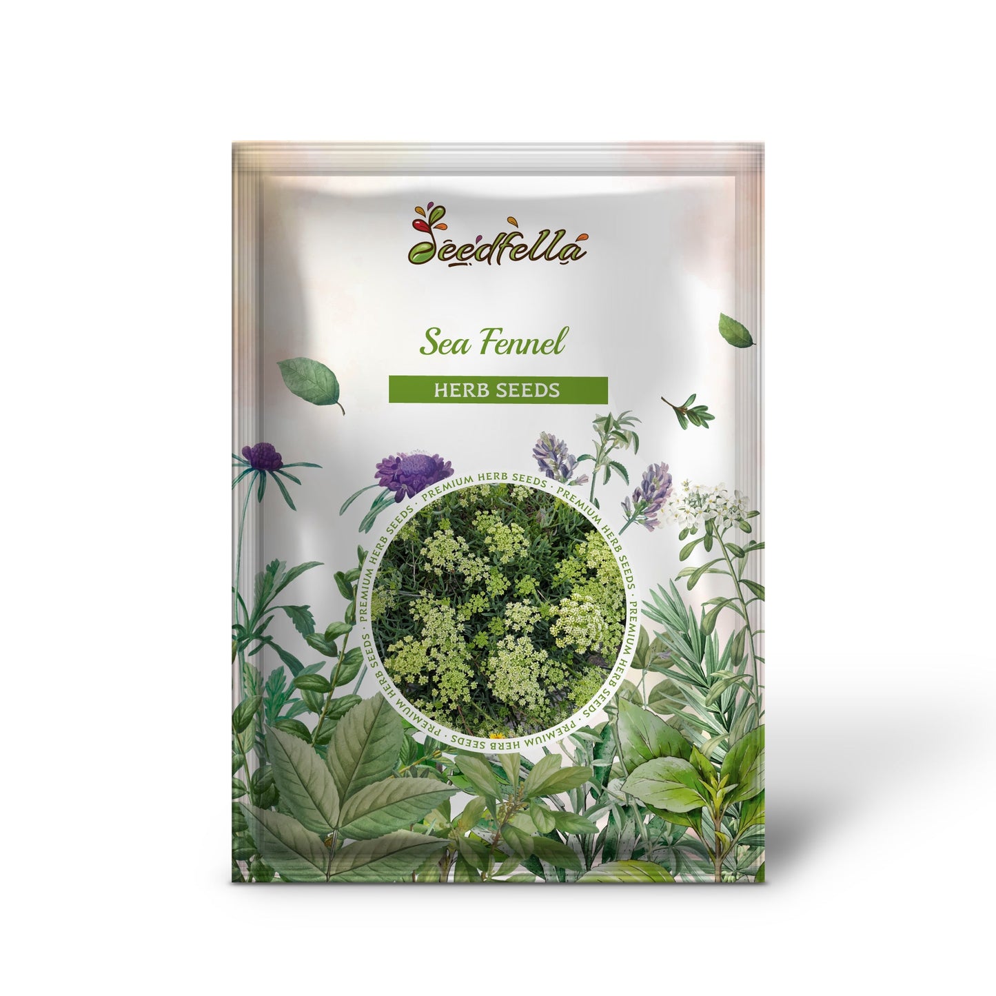 Sea Fennel (Crithmum maritimum) Rock Samphire Edible Herb Vegetable Yellow Flower Seeds