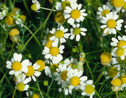 Chamomile Seeds - Roman (Chamaemelum nobile)